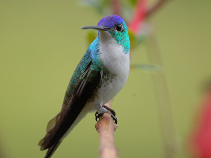 hummingbirds, caprimulgiformes, trochilidae, amazilia