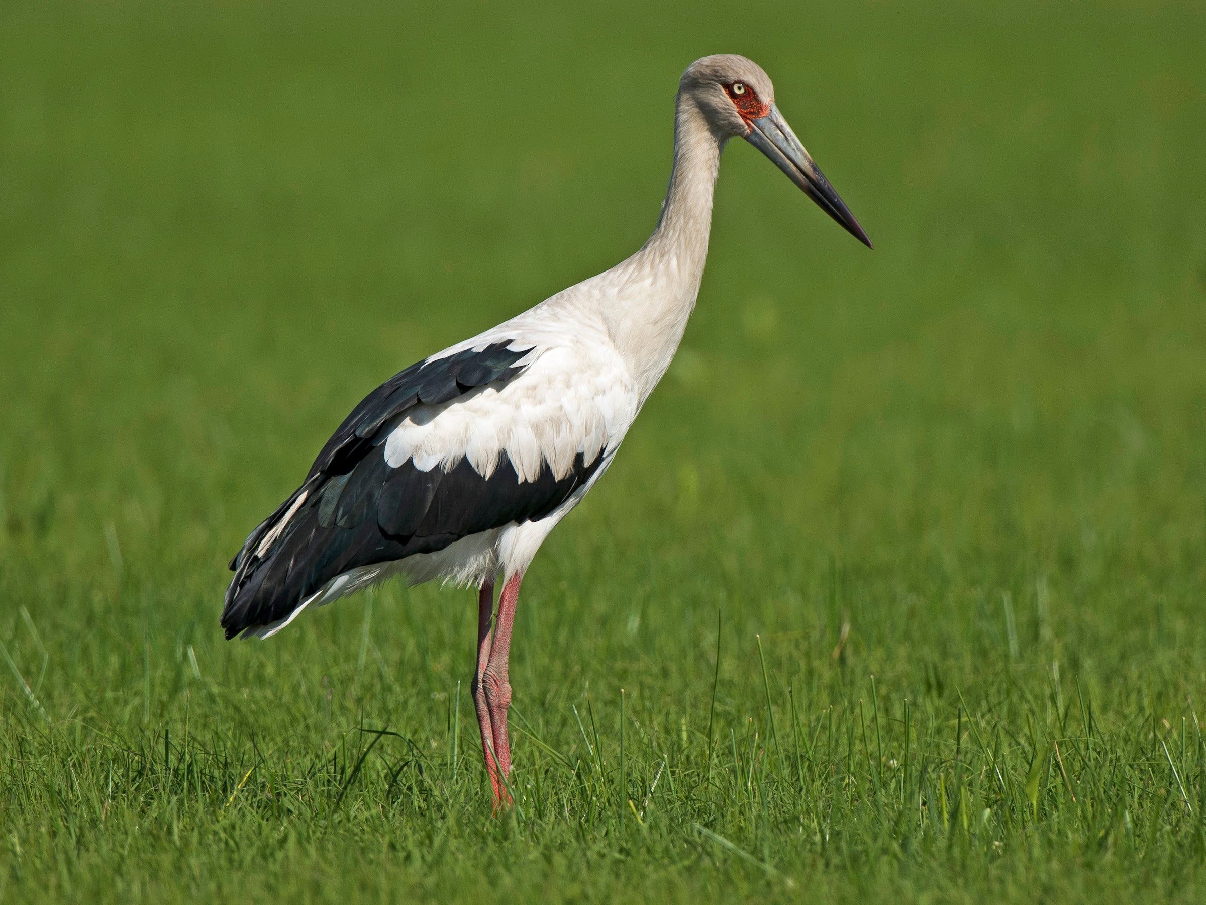 Maguari Stork, Ciconia maguari, Cigüeña Llanera