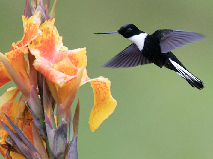 Collared Încă, Coeligena torquata, Încă Collarejo