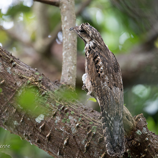 Common Potoo, Biemparado Común, Nyctibius griseus