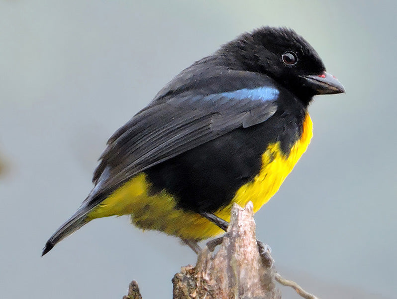 Black and Gold Tanager, Bangsia melanochlamys, Tangará Aurinegra