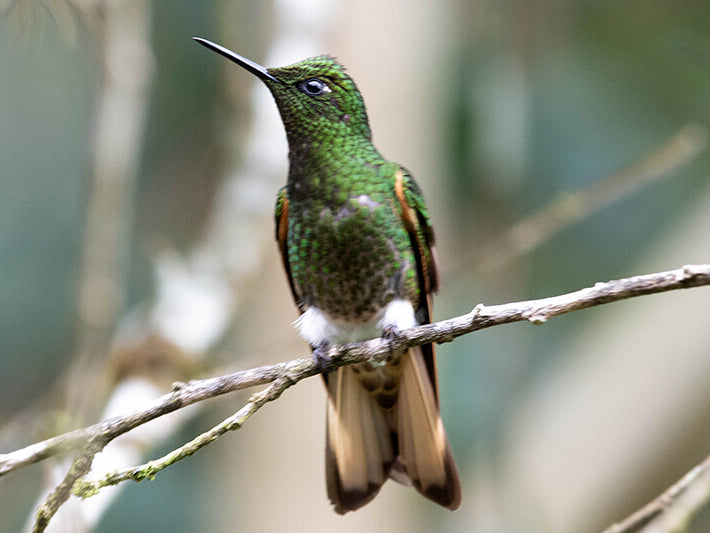 Buff-tailed Coronet, Boissonneaua flavescens, Colibrí Chupasavia