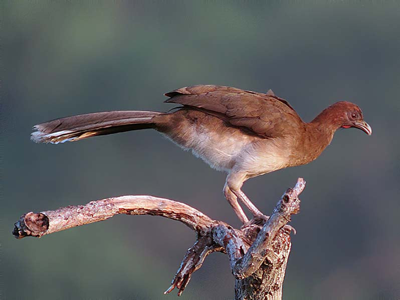 Chestnut-winged chachalaca, Ortalis garrula, Guacharaca Caribeña