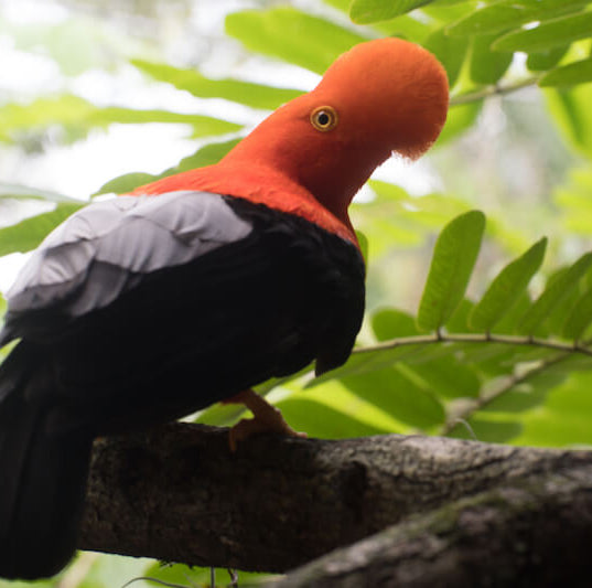 andean cock of the rock, passeriformes, cotingidae