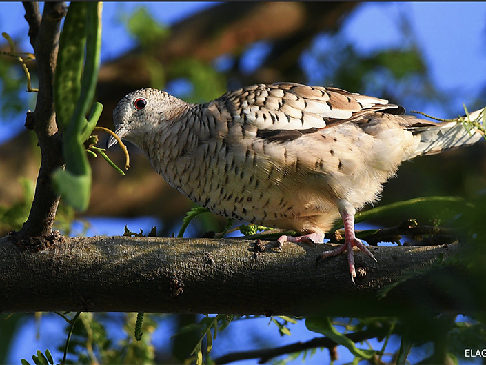 Scaled Dove, Columbina squammata, Tortolita Escamada