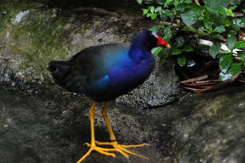 crakes, rails, gruiformes, gallinules, cots