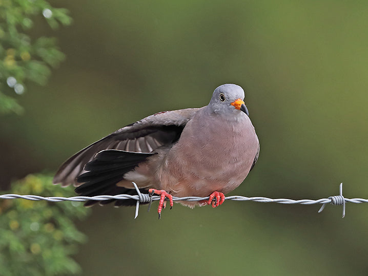 Croaking Ground-dove, Columbina cruziana, Tortolita Peruana