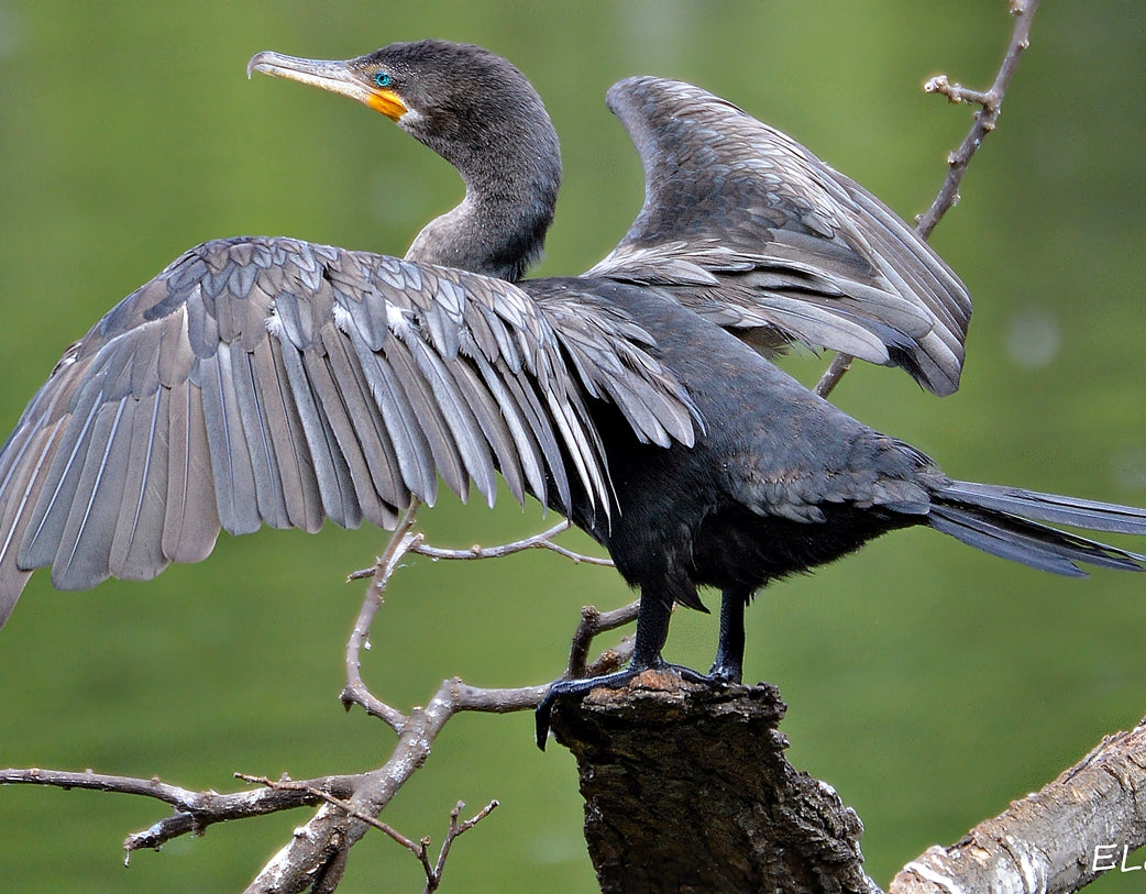 Double-crested Cormorant