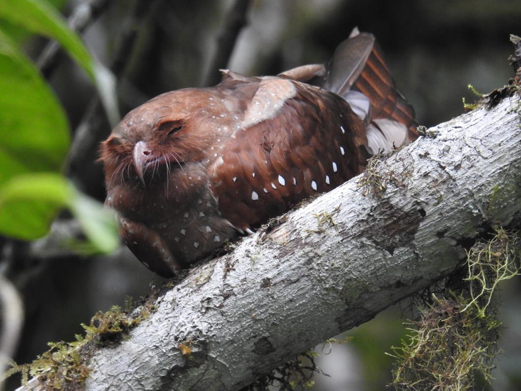 Oilbird,Guacharo,Caprimulgiformes, Steatornithidae