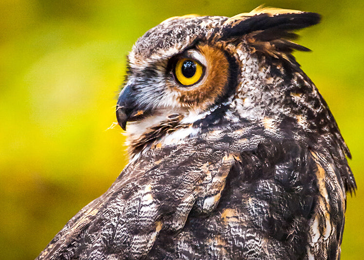 owls, strigiformes,strigidae
