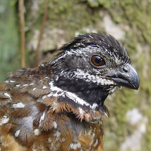 Gorgeted Wood-quail, Odontophoridae, Odontophorus strophium, Perdiz Santandereana