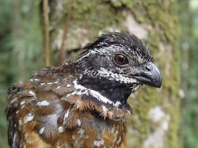 Gorgeted Wood-quail, Odontophoridae, Odontophorus strophium, Perdiz Santandereana