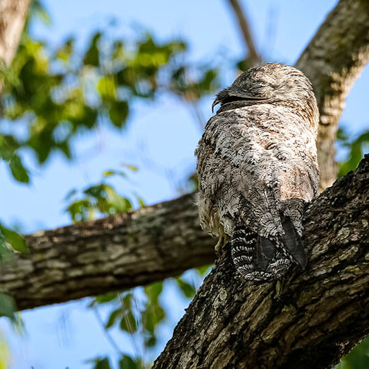 Great Potoo, Biemparado Grande, Nyctibius grandis, Family Nyctibiidae
