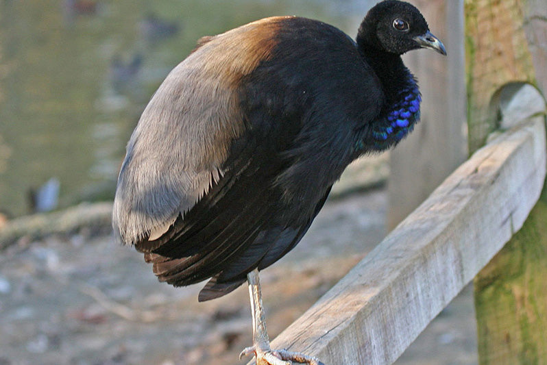 trumpeter, greywinged trumpeter, gruiformes, psophiidae
