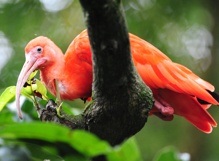 ibis, red ibis, pelecaniformes, threskiornithidae, spoonbills, scarlet ibis