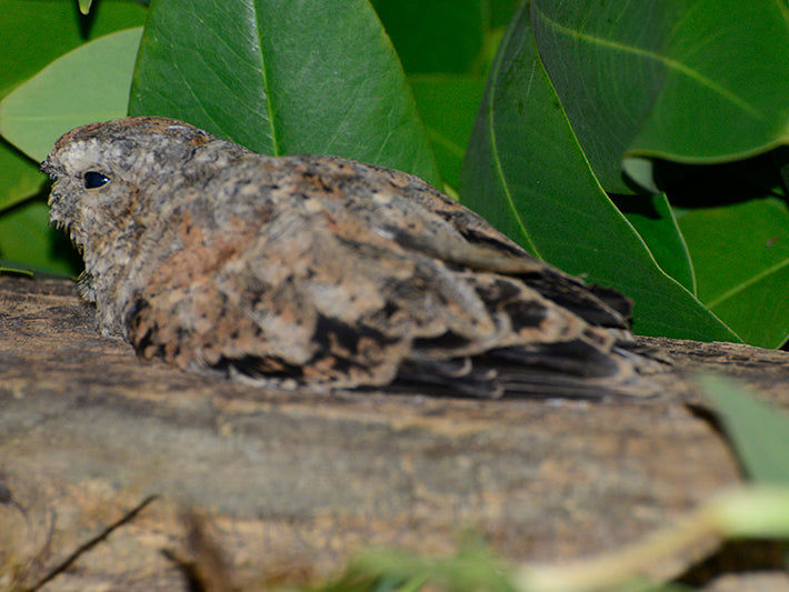 nighthawk,caprimulgiformes,caprimulgidae