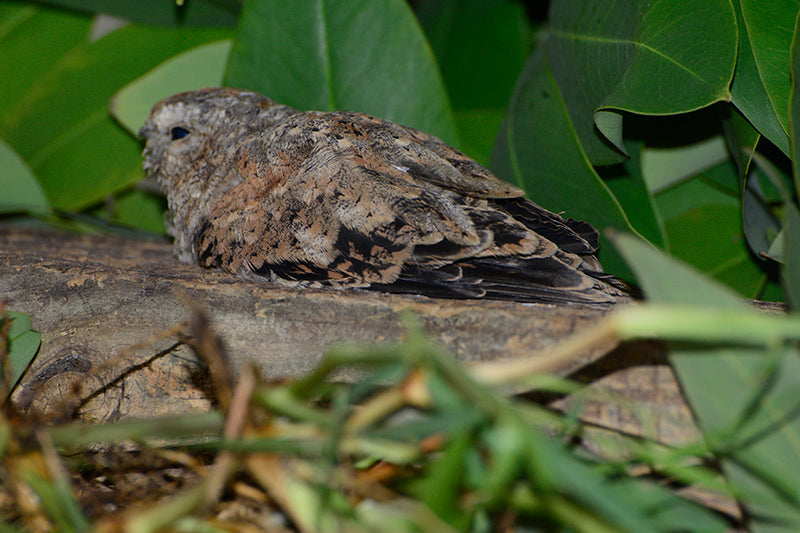 Common Nighthawk