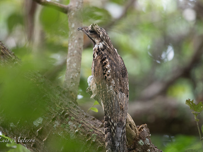 Potoo, Order-Caprimulgiformes, Family-Nyctibiidae