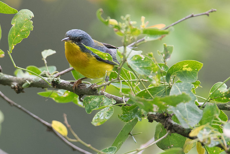 Warbler, Passeriformes, Parulidae