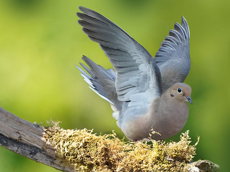 Mourning Dove, Zenaida macroura, Torcaza Plañidera