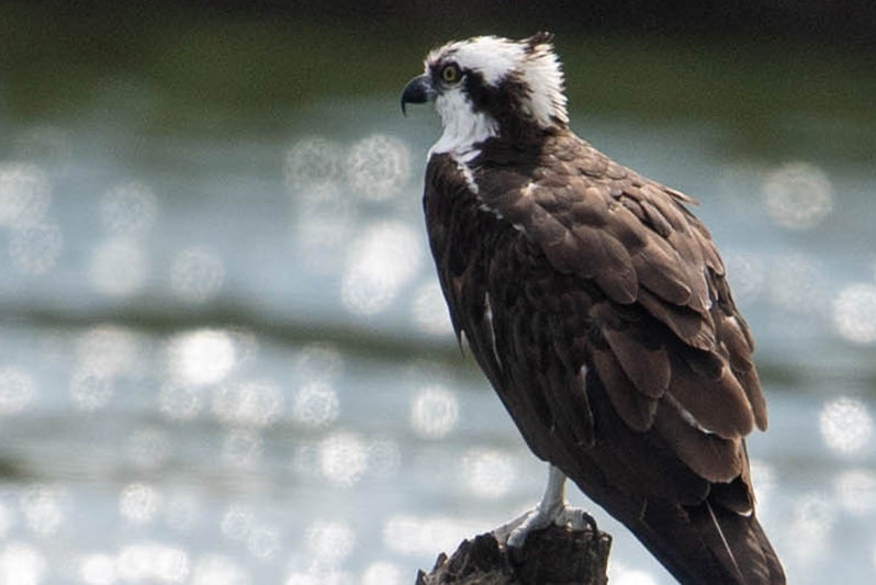 osprey, accipitriformes, pandionidae