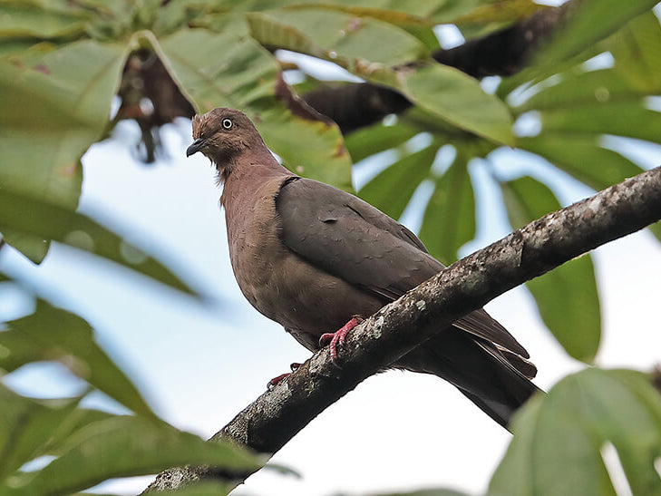 Plumbeous pigeon, Patagioenas plumbea, Paloma Plomiza