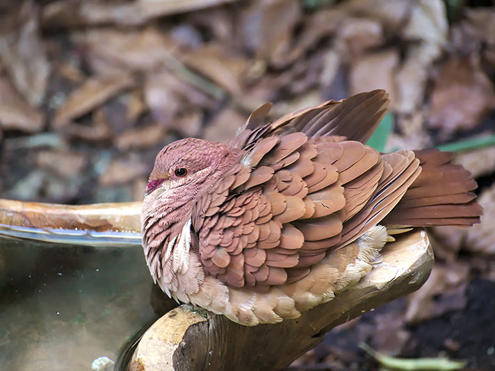 Ruddy Quail-dove, Geotrygon montana, Spanish Name: Paloma-perdiz Rojiza