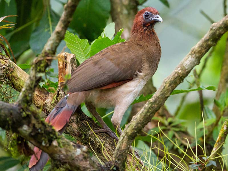 Rufous-headed Chachalaca, Ortalis erythroptera, Pava cabecirrufa