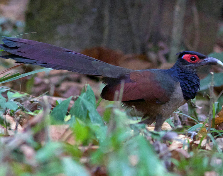 Rufous-winged Ground Cuckoo, Neomorphus rufipennis, Cuco-terrestre Alirrojo