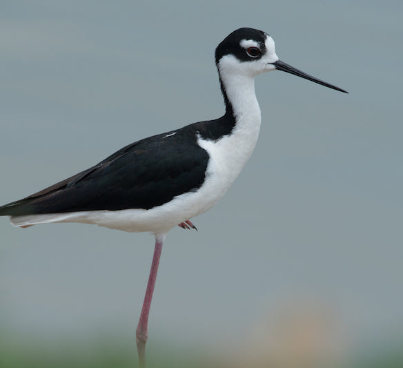 stilt, charadriiformes, recurvirostridae
