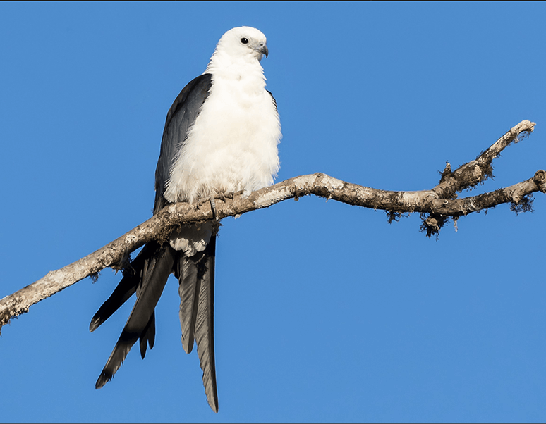 Swallow-tailed Kite, Elanoides forticatus, Aguila Tijereta