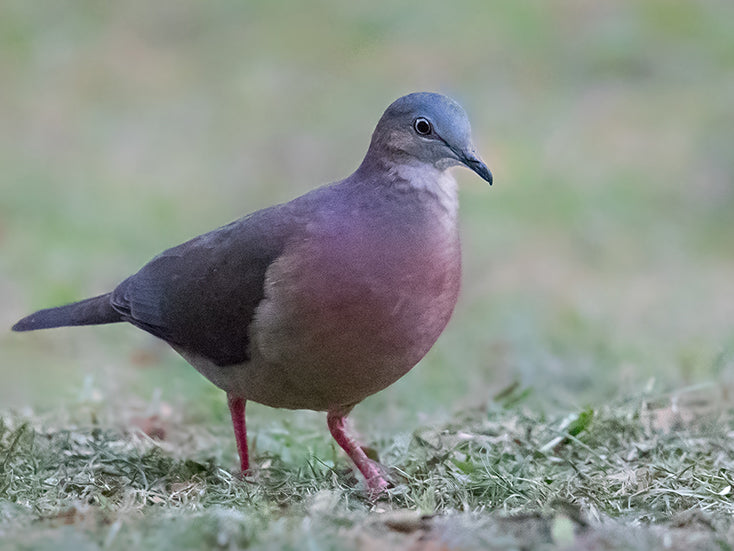 Tolima Dove, Leptotila conoveri, Tórtola Tolimense