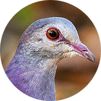 Violaceous Quail-dove,