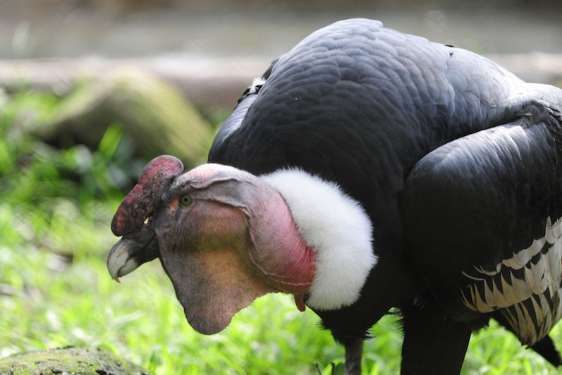 vultures, condor, accipitriformes, cathartidae
