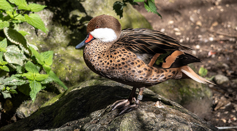 white cheeked pintail, Anas bahamensis