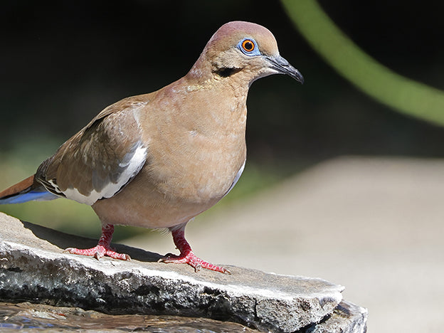 White-winged Dove, Zenaida asiatica, Torcaza Aliblanca