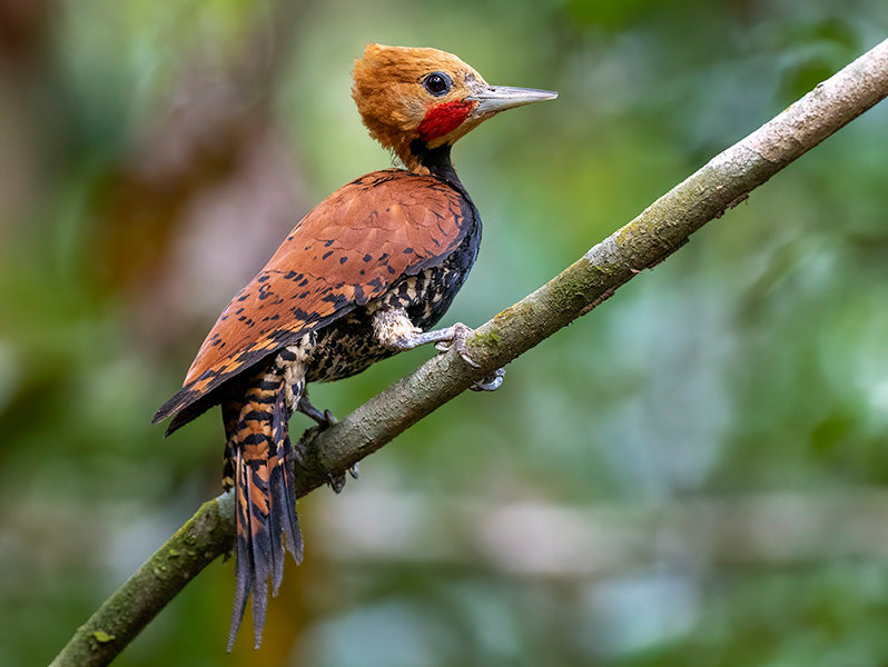 Amazonian Black-breasted Woodpecker or Ringed Woodpecker, Celeus occidentalis, Carpintero Anillado