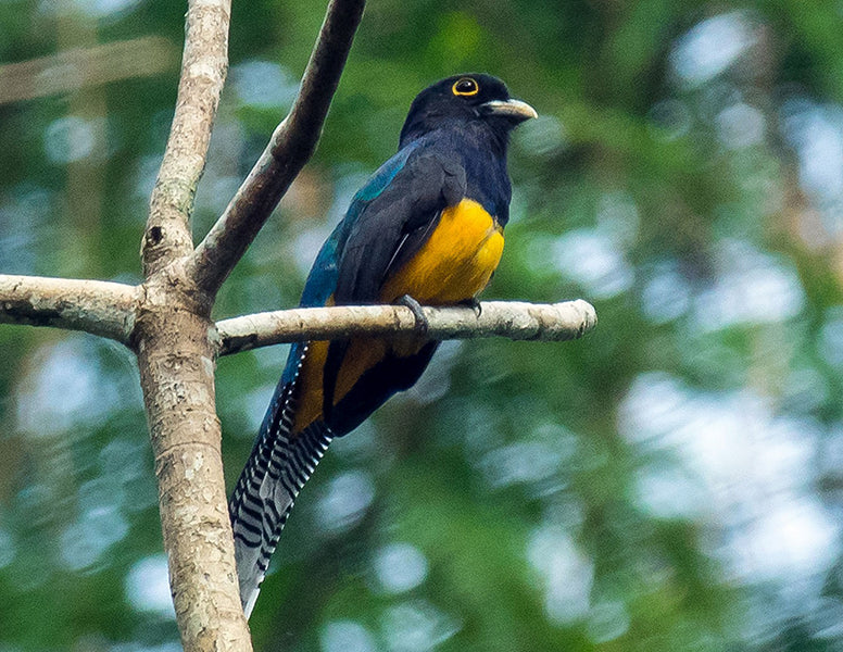 Female Amazonian Trogon, Trogon(violates) raeonianus, Trogón Violáceo