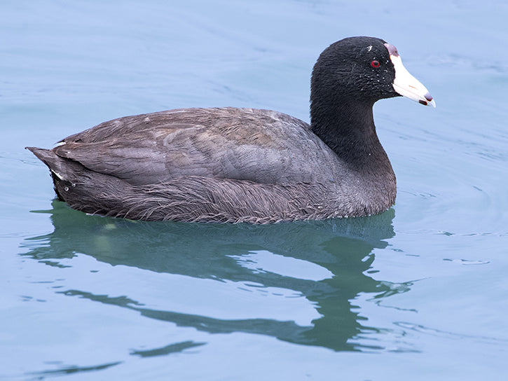 American Coot, Fulica americana, Focha Americana