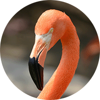 American Flamingo, Phoenicopterus ruber, Flamenco Americano