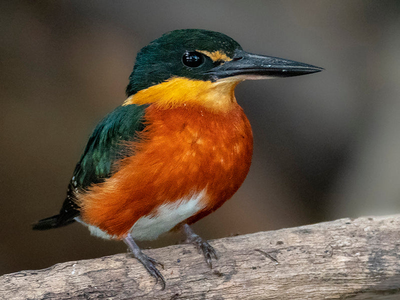 American Pygmy Kingfisher, Chloroceryle aenea, Martin-pescador Enano