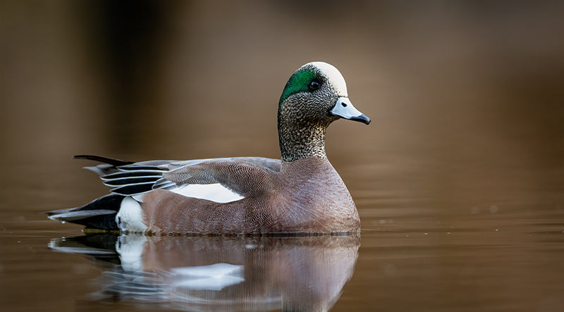 American wigeon GettyImages-1859427372