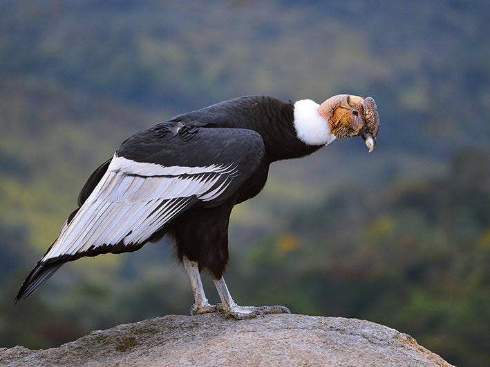Andean Condor, Vulture gryphus, Cóndor Andino