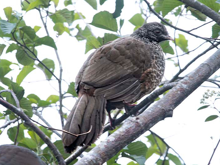 Andean Guan, Penelope montagnii, Pava Andina