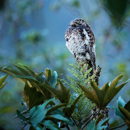 Andean Potoo, Biemparado Andino, Nyctibius maculosus