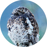 Andean Potoo, Biemparado Andino,