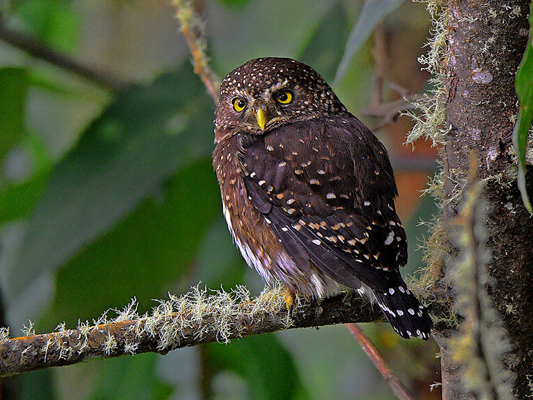 Andean Pygmy Owl, Glaucidium jardinii, Buhito Andino