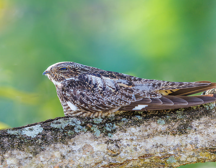 Antillean Nighthawk, Chotacabras Antillano, Cordeles gundlachii