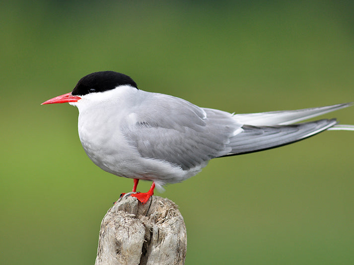 Arctic Tern, Larus belcheri, Gaviota Sureña