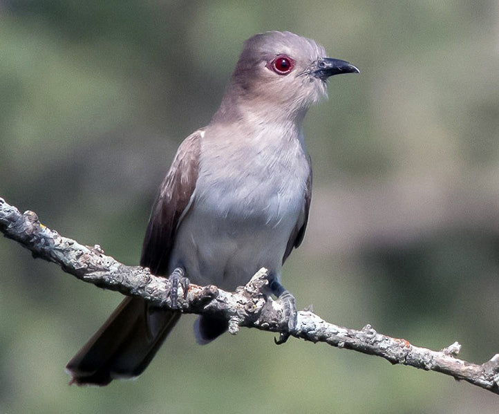 Ash-colored Cuckoo, Coccycua cinerea, Cuco Cenizo